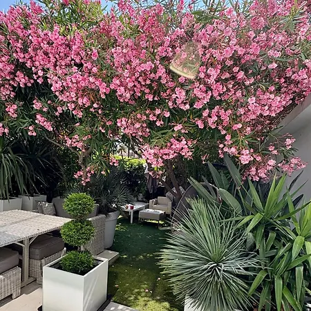 Jardin Sur La Pointe Croisette Luxe En Bord De * Cannes